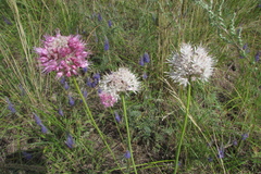 Allium lineare