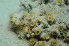 Cladocora caespitosa