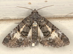 Marathyssa albidisca