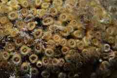 Cladocora caespitosa