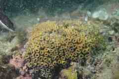 Cladocora caespitosa