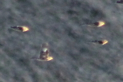 Linaria flavirostris