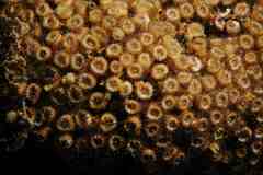 Cladocora caespitosa