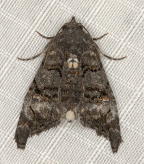 Marathyssa albidisca