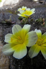 Moraea luteoalba