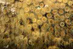 Cladocora caespitosa