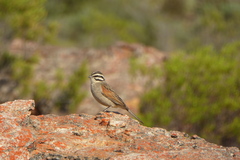 Emberiza capensis