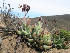 Cotyledon papillaris