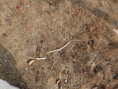 Fowlea flavipunctata