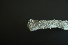 Fowlea flavipunctata