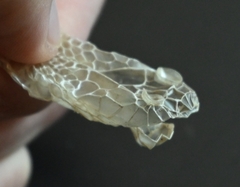 Fowlea flavipunctata