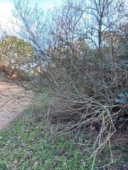 Salix eleagnos
