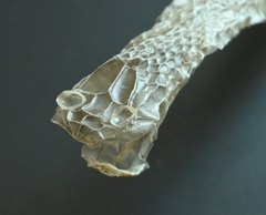 Fowlea flavipunctata