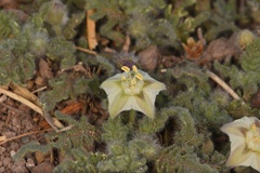 Chamaesaracha coniodes