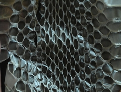 Fowlea flavipunctata