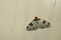 Xanthorhoe fluctuata
