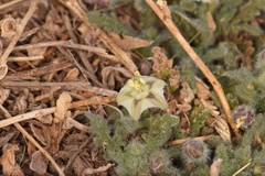 Chamaesaracha coniodes