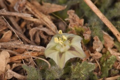 Chamaesaracha coniodes