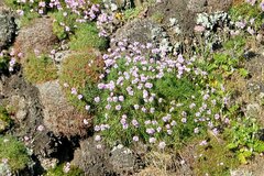 Armeria maritima