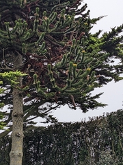 Araucaria araucana