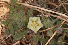 Chamaesaracha coniodes