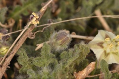 Chamaesaracha coniodes