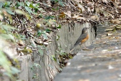 Turdus hortulorum