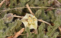 Chamaesaracha coniodes