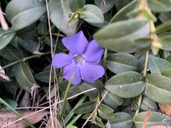 Vinca