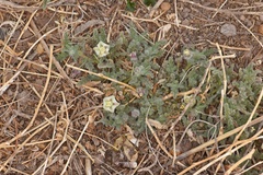 Chamaesaracha coniodes