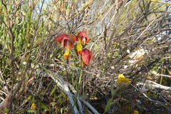 Gladiolus alatus