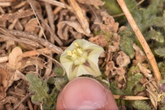 Chamaesaracha coniodes