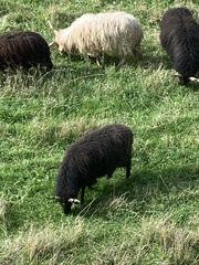 Ovis aries