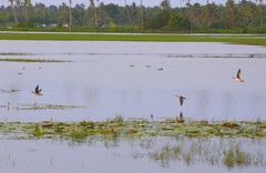 Nettapus coromandelianus