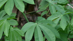 Pornothemis