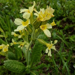 Primula intricata