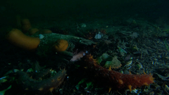 Apostichopus californicus