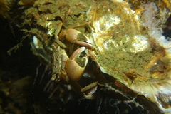 Hemigrapsus takanoi