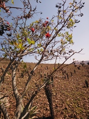 Erythrina lysistemon