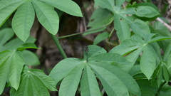 Pornothemis