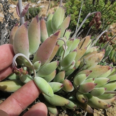 Cotyledon papillaris