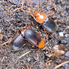 Amphasia interstitialis