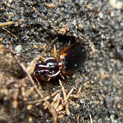 Cymindis limbata