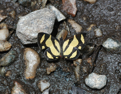 Baeotis zonata zonata