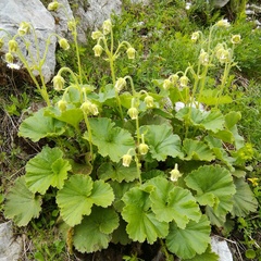 Geum bulgaricum