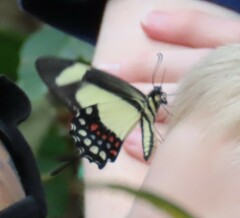 Heraclides torquatus