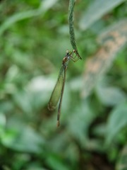 Pseudagrion pruinosum