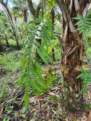 Phlebodium aureum