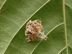 Gibellula