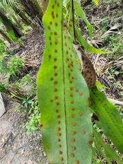 Phlebodium aureum
